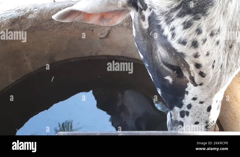 Cattle ranch water tank Stock Videos & Footage HD and 4K Video Clips