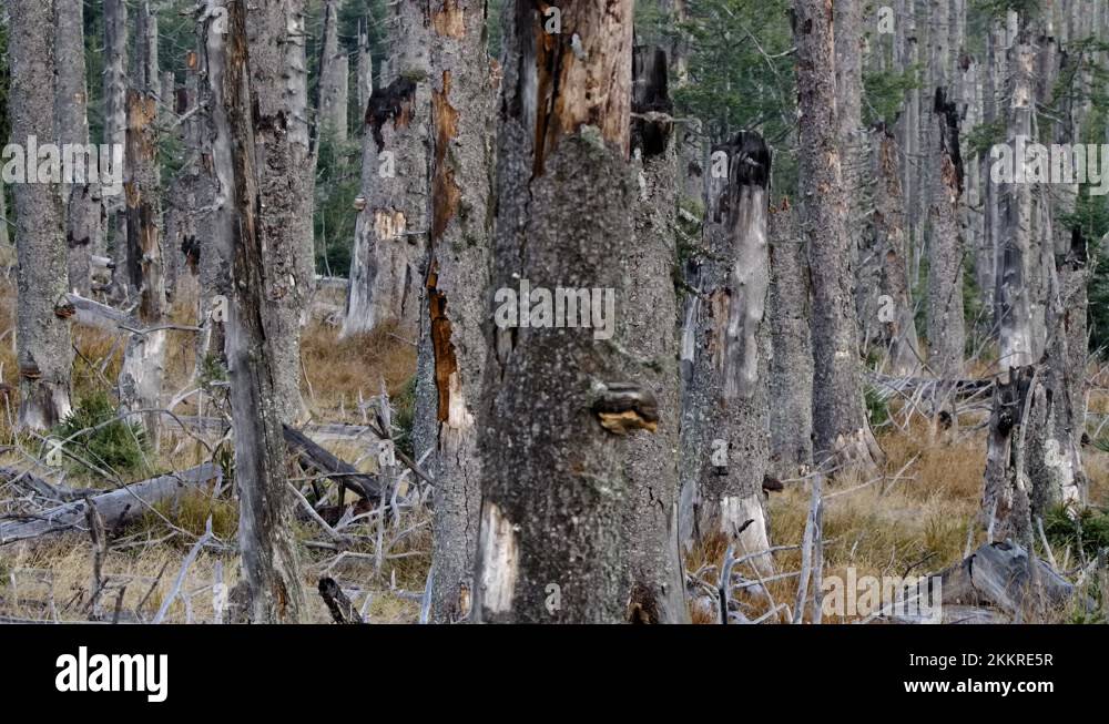 European deforestation Stock Videos & Footage HD and 4K Video Clips