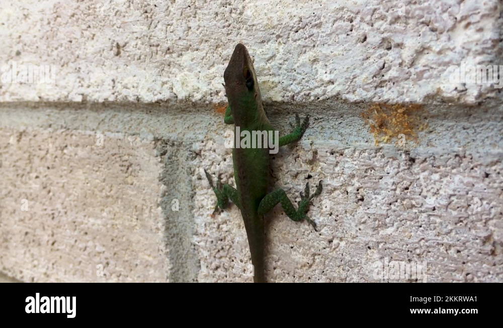 Do not enter if afraid of geckos Stock Videos & Footage HD and 4K