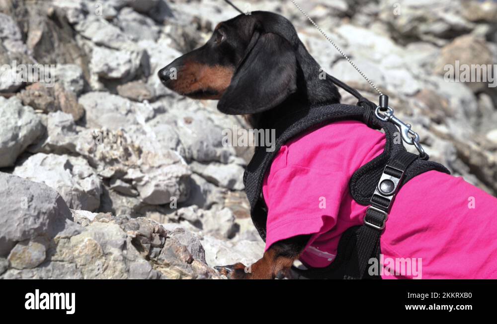Rock climber carrying rope to cliff Stock Videos & Footage HD and 4K
