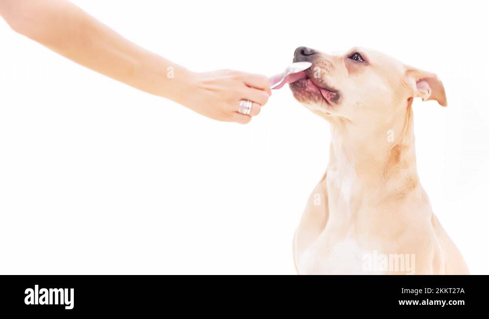 Dog Craving Licking his Own Mouth American Staffordshire Terrier Stock
