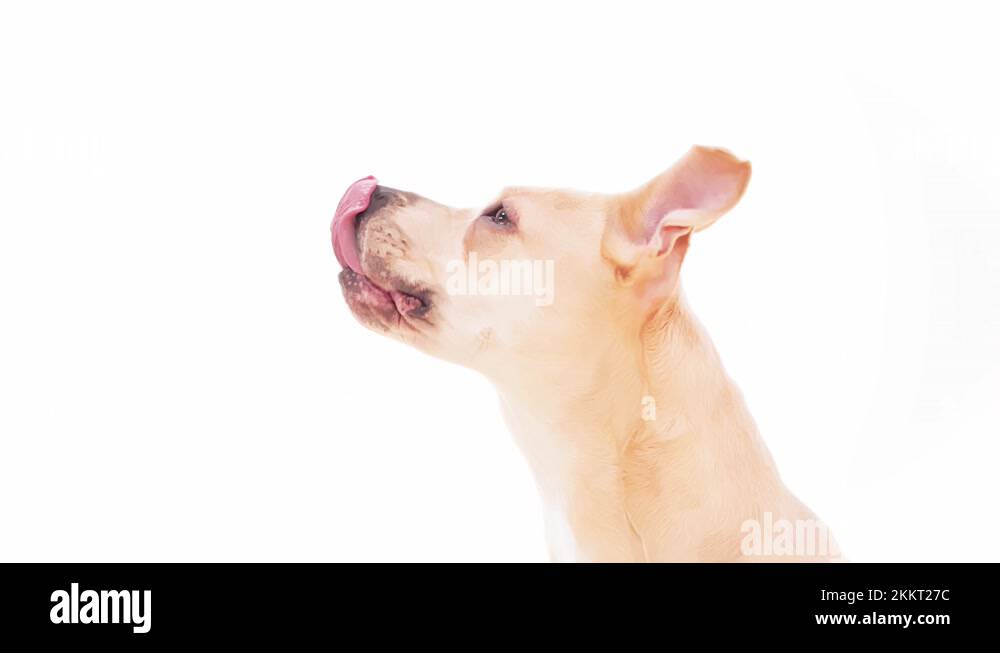 Dog Craving Licking his Own Mouth American Staffordshire Terrier Stock