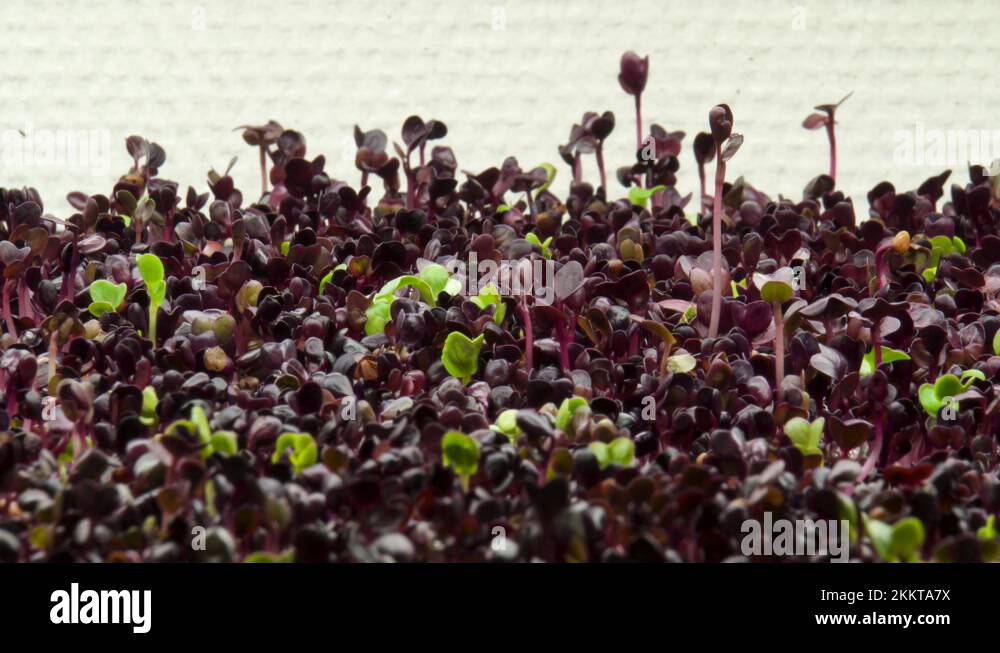 Stages of seed Stock Videos & Footage HD and 4K Video Clips Alamy