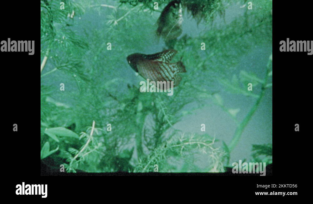 Plants And Fish Stock Videos Footage Hd And 4k Video Clips Alamy