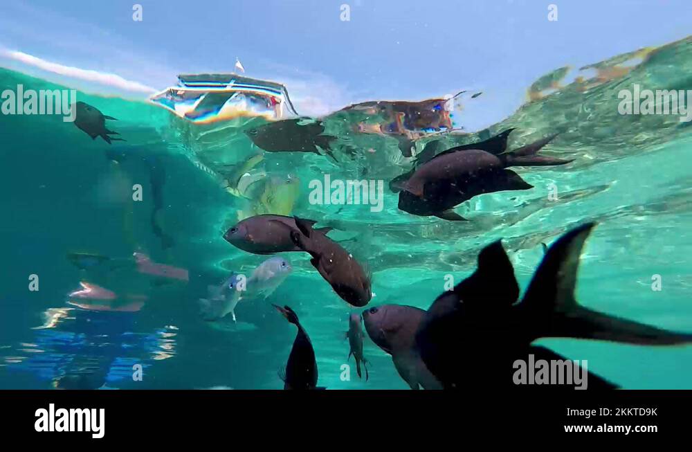 Komodo island and snorkel Stock Videos & Footage - HD and 4K Video ...