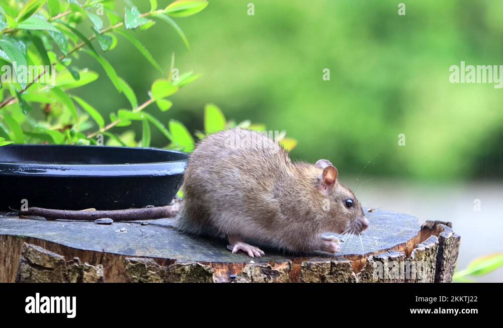 rat brown eats bird seed, Rattus norvegicus Stock Video Footage Alamy