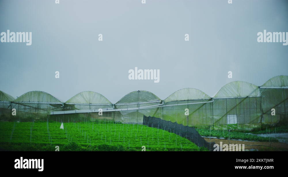 Agriculture in cameron highlands malaysia Stock Videos & Footage - HD ...