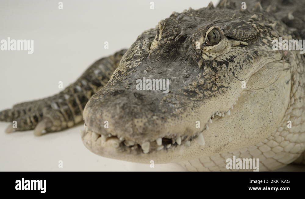 Gator face Stock Videos & Footage HD and 4K Video Clips Alamy