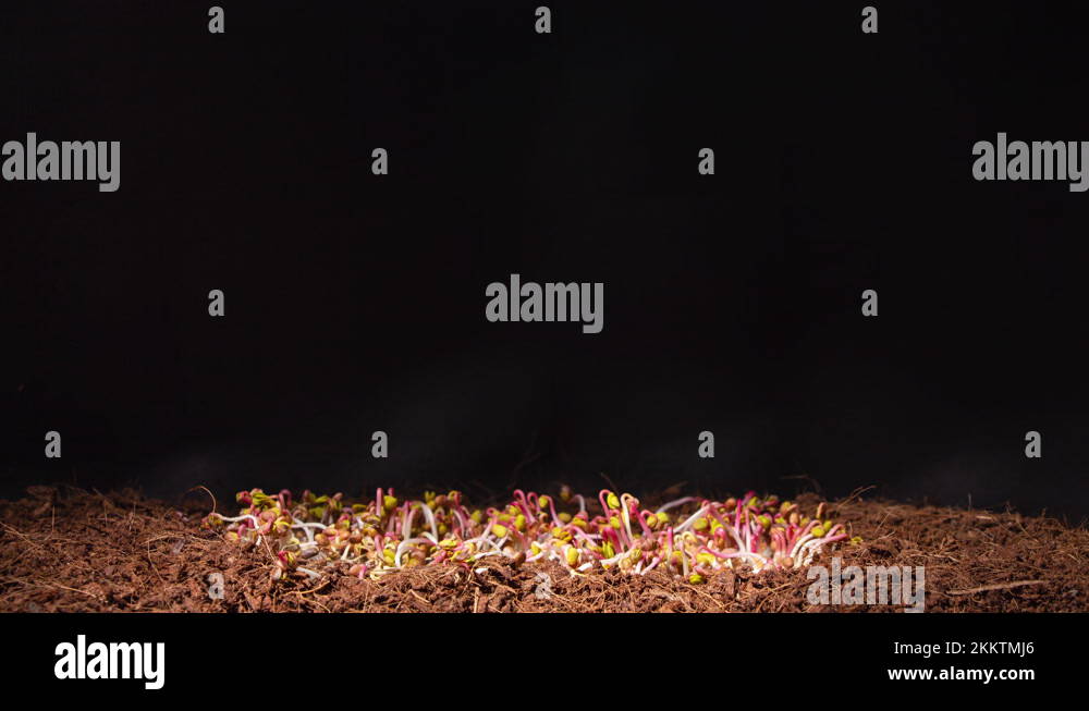 Seed germination in dark Stock Videos & Footage HD and 4K Video Clips