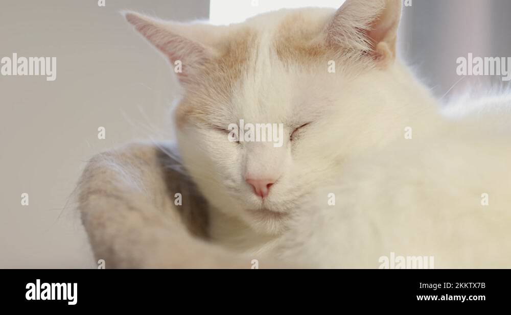 Cat sleep in tree Stock Videos & Footage HD and 4K Video Clips Alamy