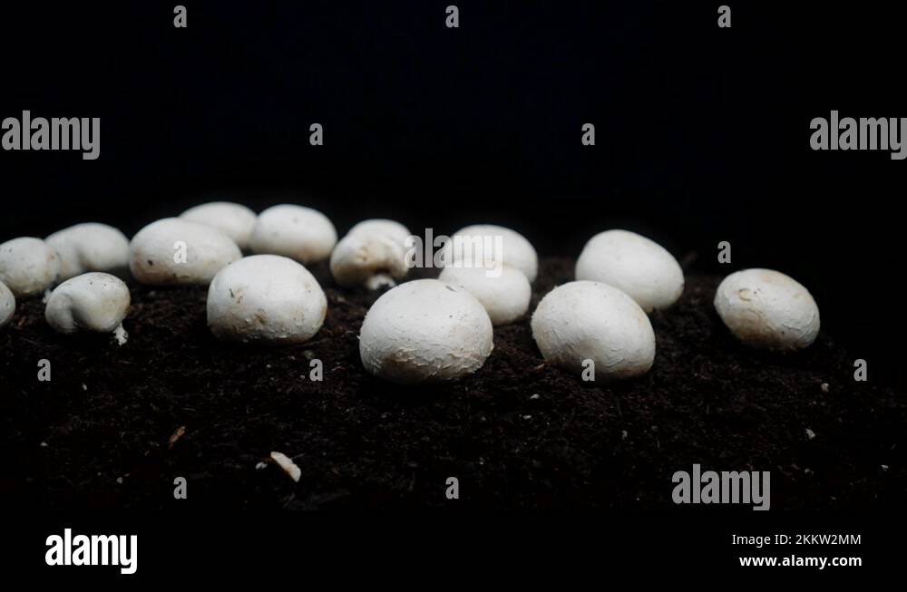 Mushrooms growing in garden soil Stock Videos & Footage HD and 4K