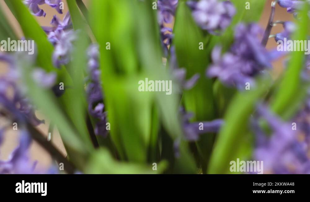 Hyacinth bouquet Stock Videos & Footage HD and 4K Video Clips Alamy