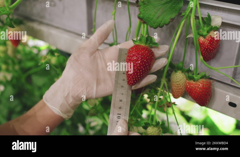 Ruler food Stock Videos & Footage - HD and 4K Video Clips - Alamy