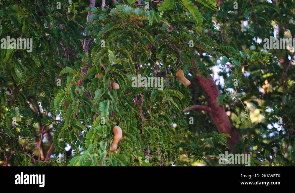 Tamarind fruit pulp Stock Videos & Footage HD and 4K Video Clips Alamy