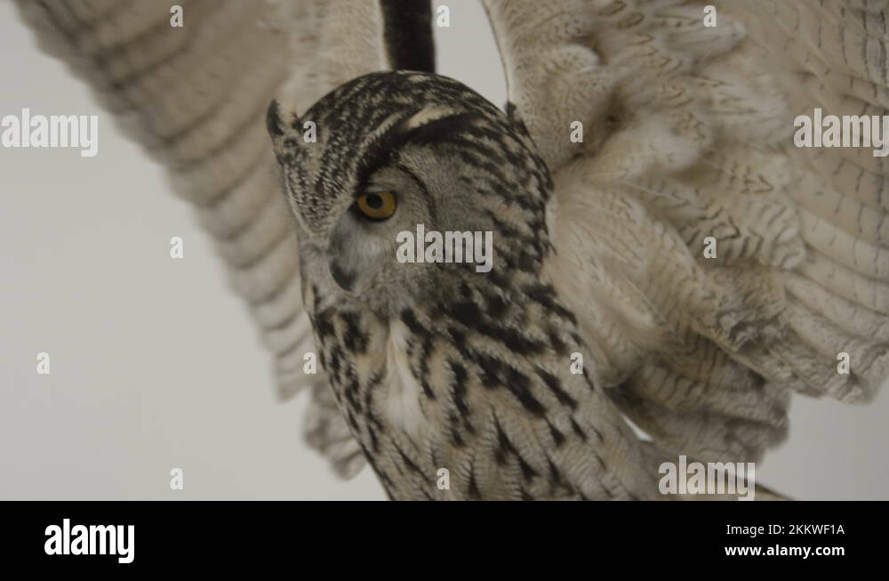 Beautiful wings wingspan Stock Videos & Footage HD and 4K Video Clips