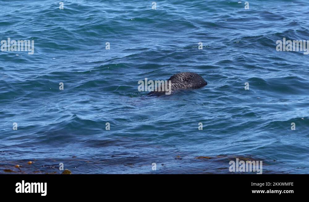 Sea otter eating crab Stock Videos & Footage - HD and 4K Video Clips