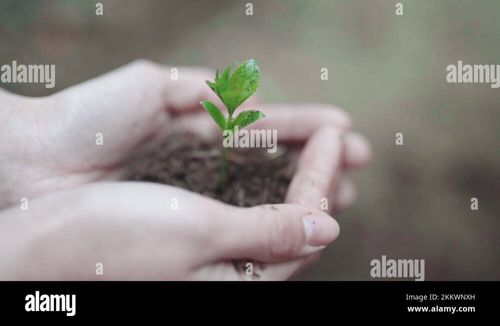Planting a sustainable future seed sprout sampling to earth Stock Video