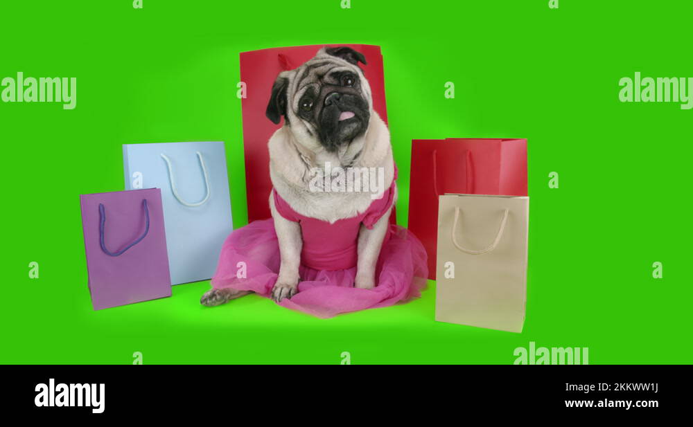 Pug dress Stock Videos & Footage HD and 4K Video Clips Alamy