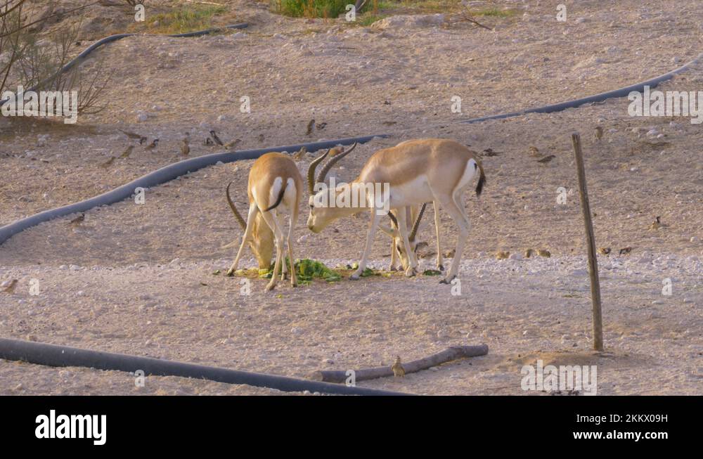 Arabian Sand Gazelle in natural habitat conservation area, Saudi Arabia ...