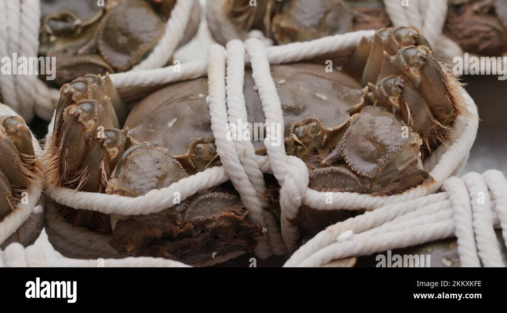 Furry crab Stock Videos & Footage - HD and 4K Video Clips - Alamy