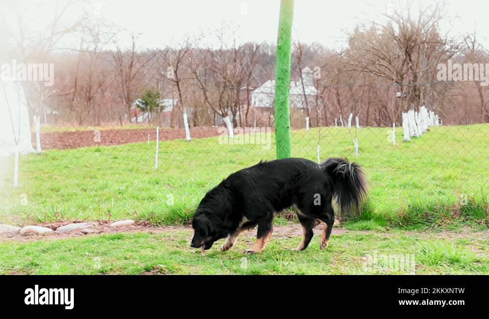 Dog vomit Stock Videos & Footage HD and 4K Video Clips Alamy