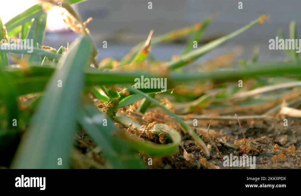 Colony gold Stock Videos & Footage - HD and 4K Video Clips - Alamy