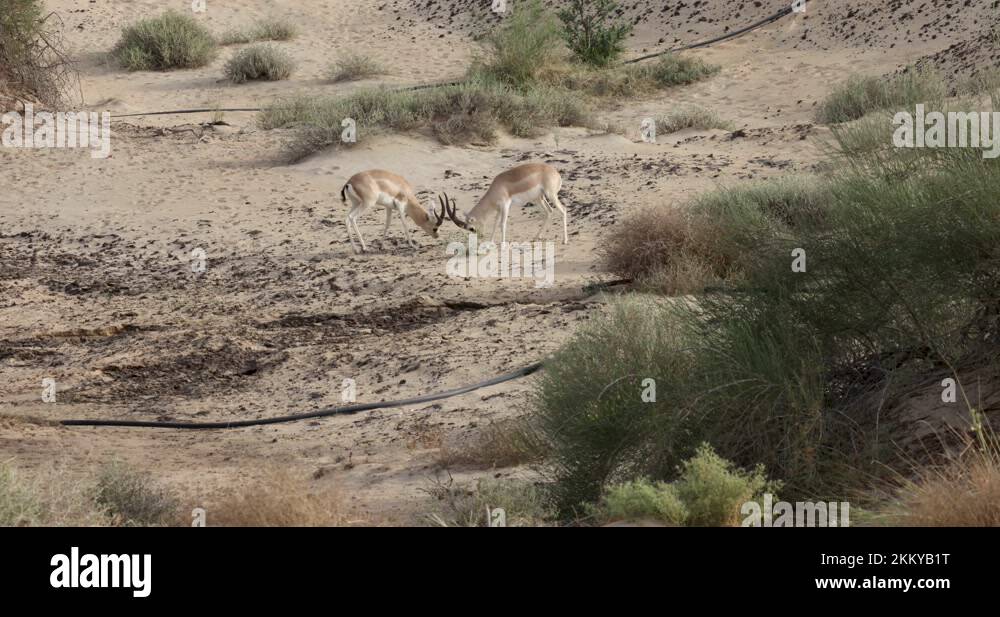 Arabian sand gazelle gazella Stock Videos & Footage - HD and 4K Video ...