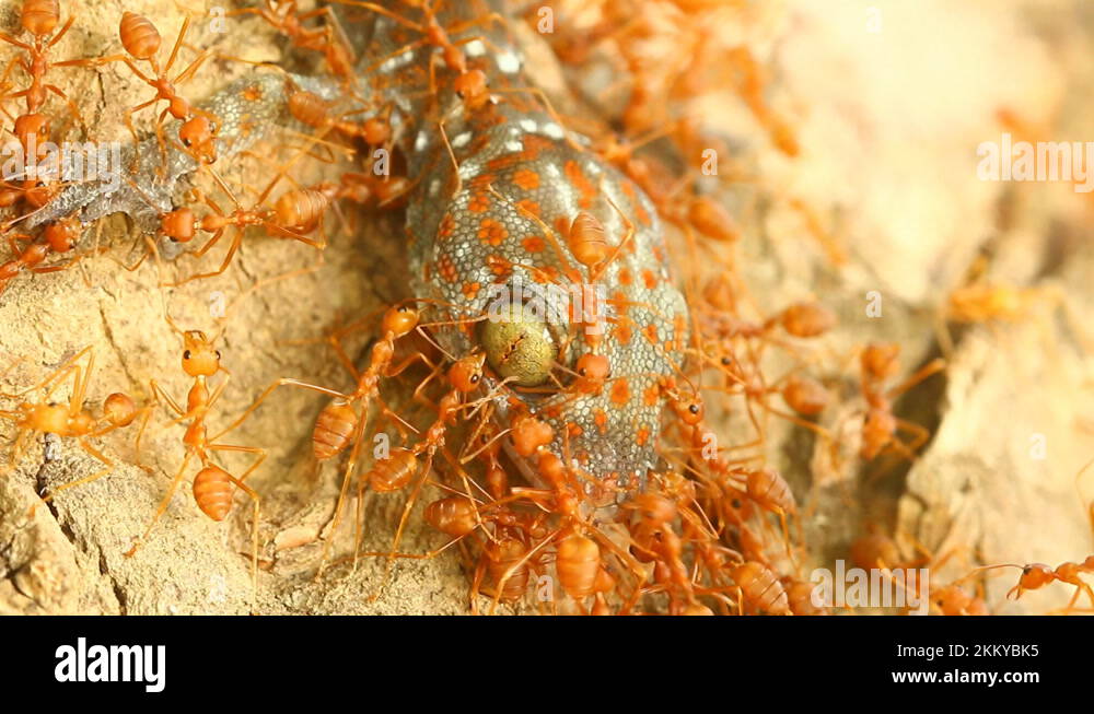 Ants carrying gecko Stock Videos & Footage HD and 4K Video Clips Alamy
