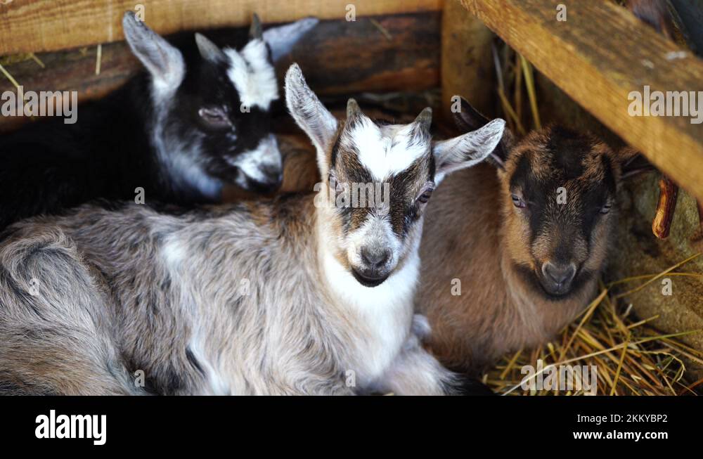 Three little goats lying on straw inside stall, domestic animals