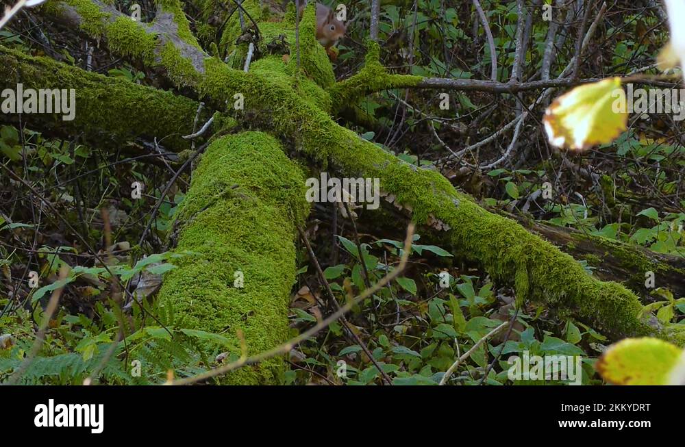Scottish oak tree Stock Videos & Footage HD and 4K Video Clips Alamy