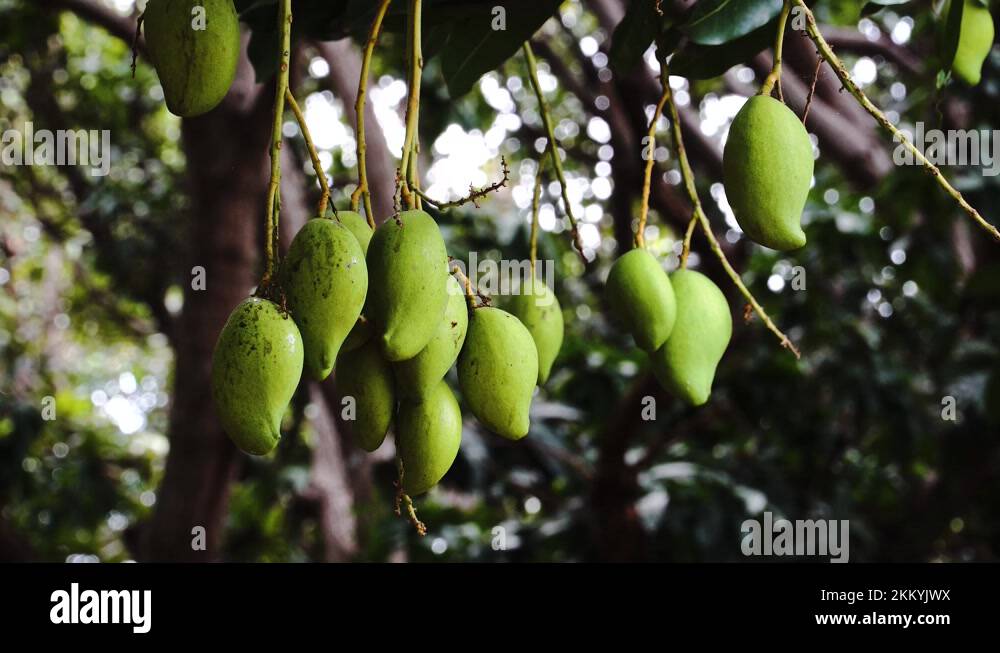 Mangoes growing on mango tree Stock Videos & Footage HD and 4K Video