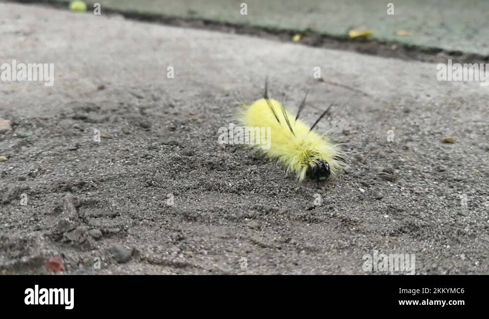 Dagger moth caterpillar Stock Videos & Footage HD and 4K Video Clips