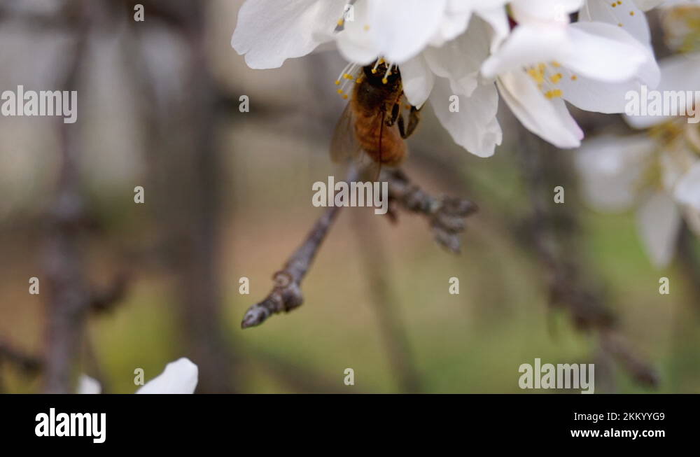 Honey bee (Apis mellifera) positions herself on cherry blossom to ...