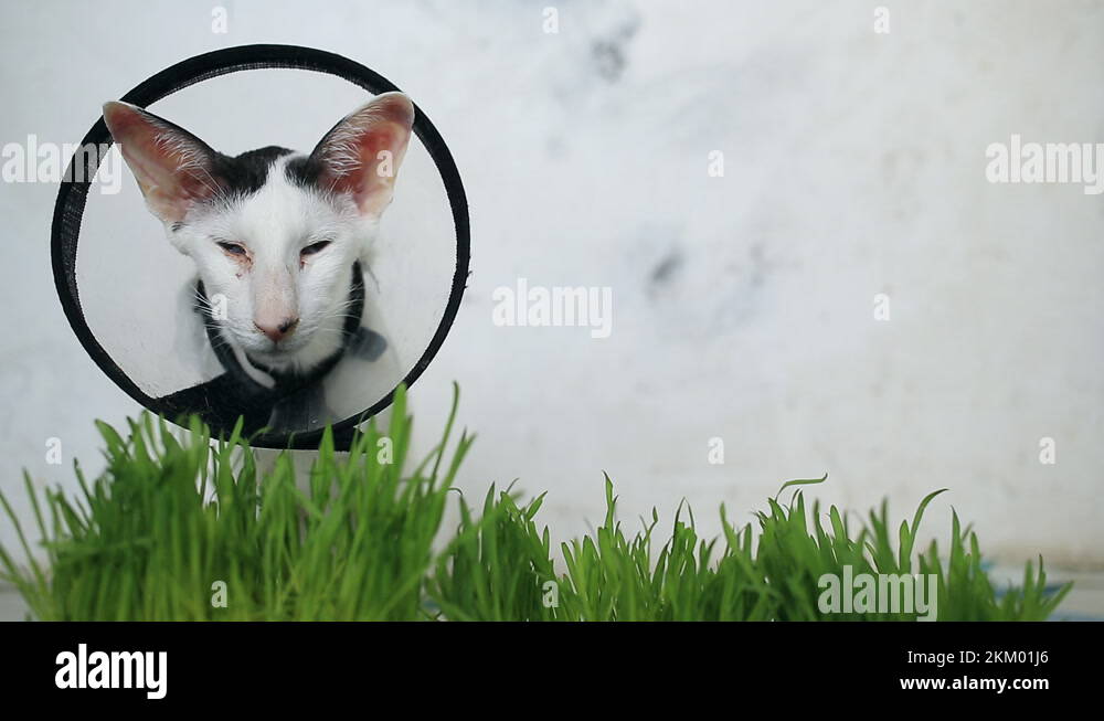 Oriental vet Stock Videos & Footage HD and 4K Video Clips Alamy