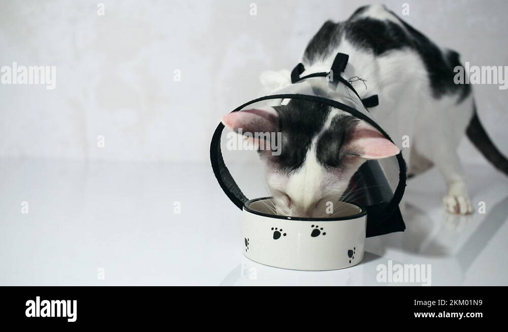 Cat eating with cone 2025