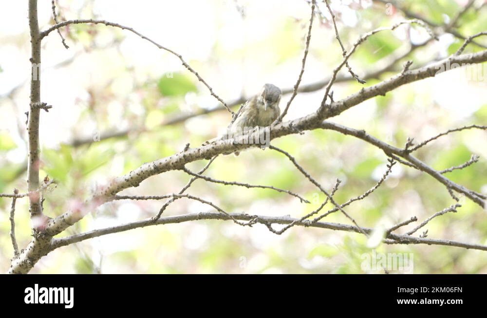 Japanese Pygmy Woodpecker Pecking Wood For Worms In The Forest Near