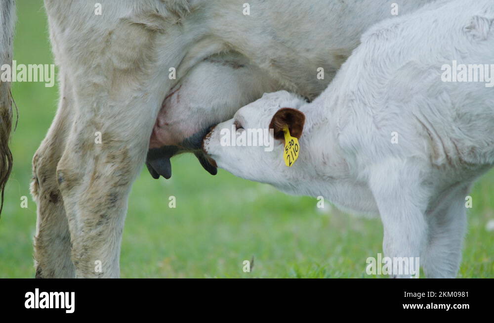 Udders Stock Videos Footage Hd And K Video Clips Alamy