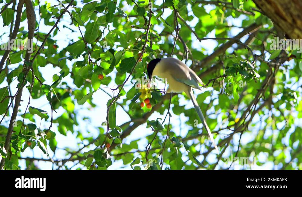 Bird eating fruit tree Stock Videos & Footage HD and 4K Video Clips