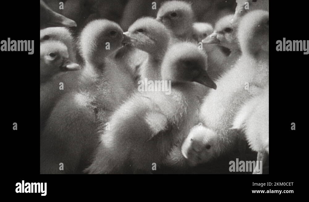 Raft ducks Stock Videos & Footage HD and 4K Video Clips Alamy