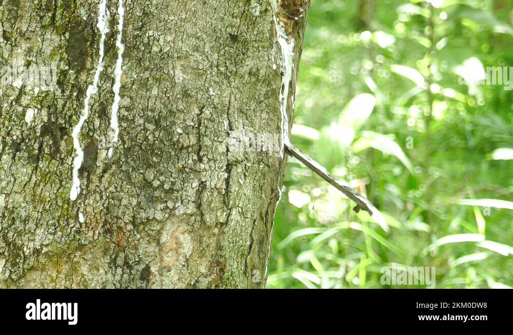 Trees with crops Stock Videos & Footage - HD and 4K Video Clips - Alamy