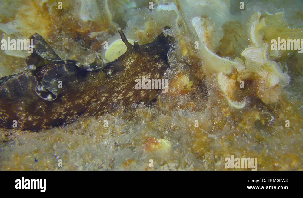 Sea Hare eats the algae on the seabed Stock Video Footage Alamy