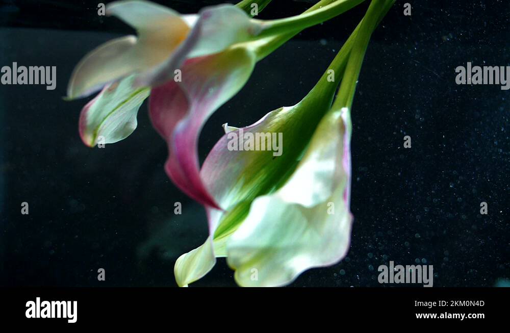 Submerge in water Stock Videos & Footage HD and 4K Video Clips Alamy