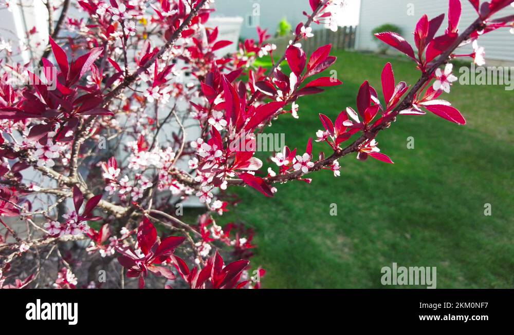 Trees budding in spring Stock Videos & Footage HD and 4K Video Clips