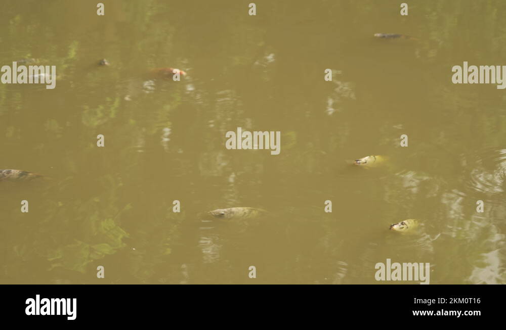 How fish get oxygen Stock Videos & Footage HD and 4K Video Clips Alamy