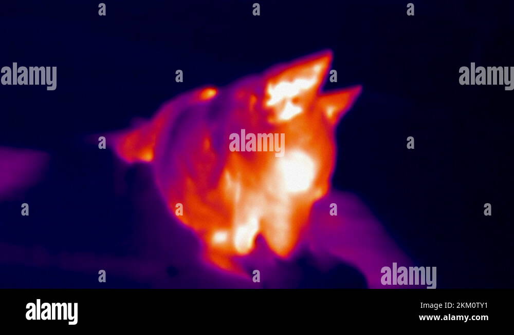 Thermal imaging animal Stock Videos & Footage HD and 4K Video Clips