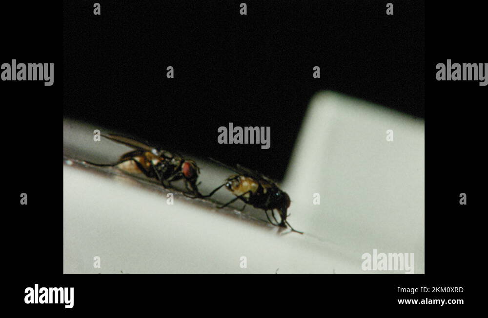 1970s Insects on surface get swatted. Flies getting swatted. Fly in