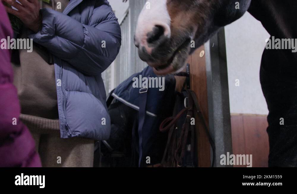 Family one horse Stock Videos & Footage HD and 4K Video Clips Alamy