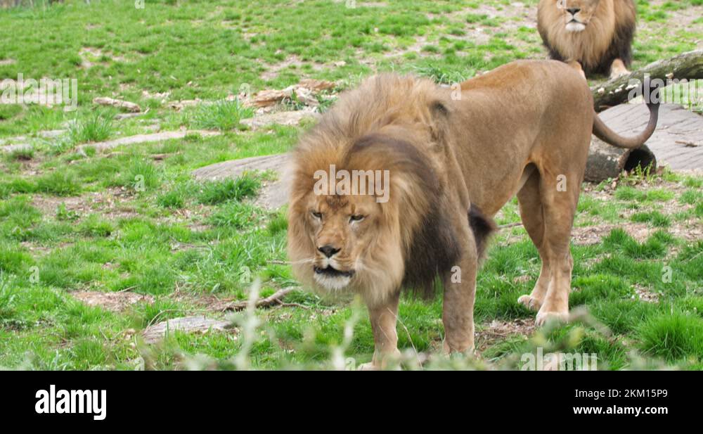 Baby lion roaring Stock Videos & Footage HD and 4K Video Clips Alamy