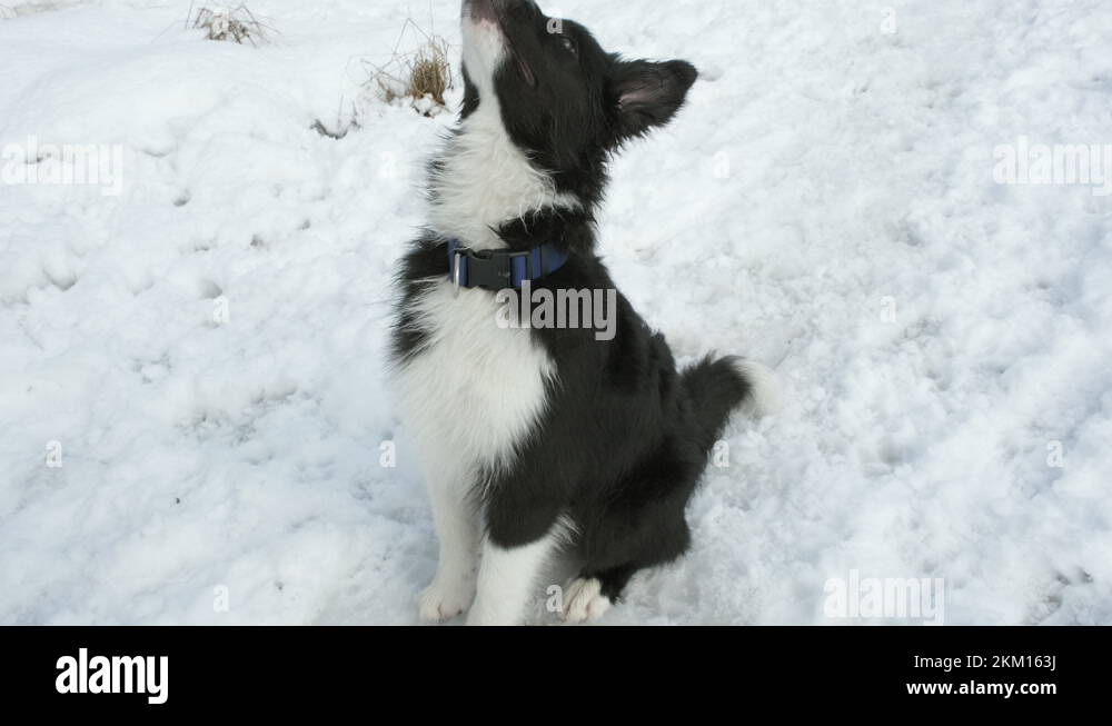 Border Collie puppy performs command rotate around its axis and