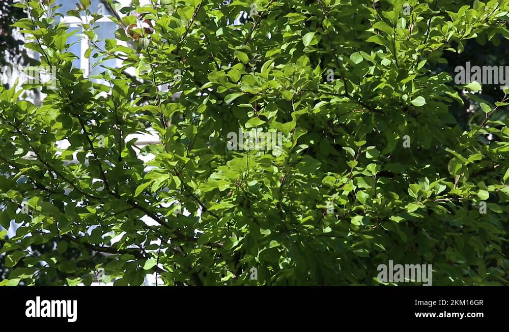 Apple tree hybrid Malus purpurea Neville Copeman. Top-down panorama